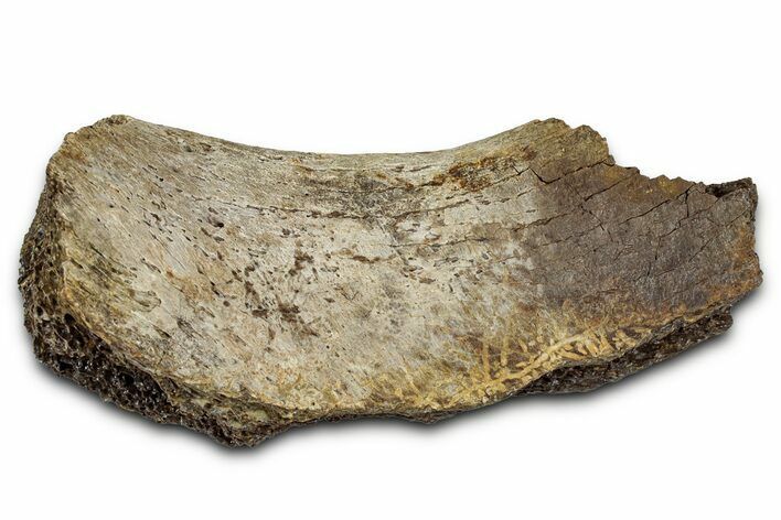 Fossil Ornithischian Dinosaur Bone Section - Montana #355144